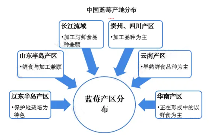 中国蓝莓产地分布图